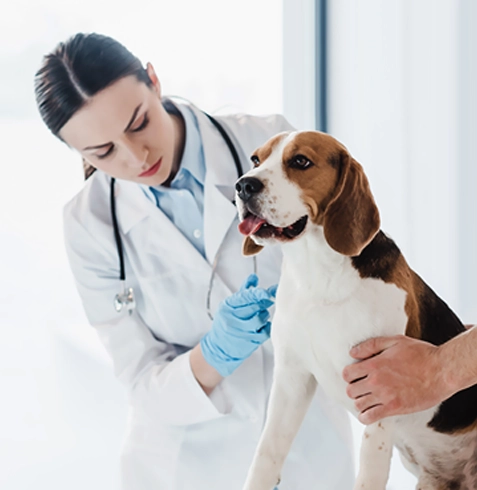 Altınordu Veteriner